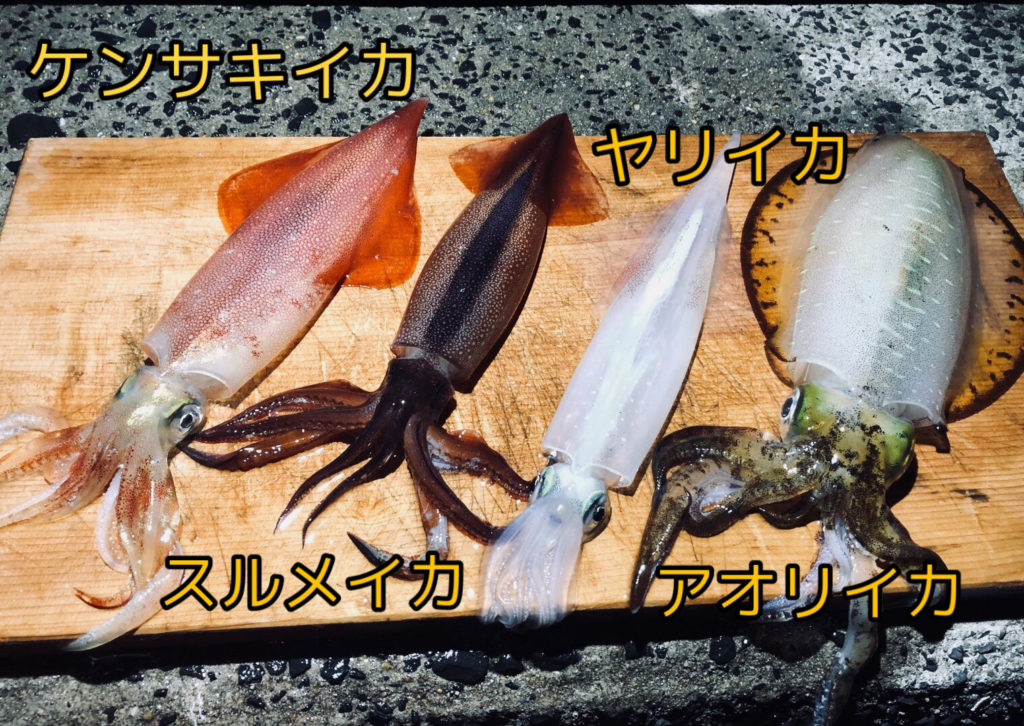 簡単 イカの種類 旬や味を解説 5分でわかる ハマちゃんによる鮨のトリセツ