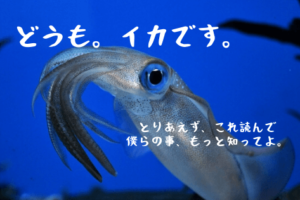 簡単 イカの種類 旬や味を解説 5分でわかる ハマちゃんによる鮨のトリセツ