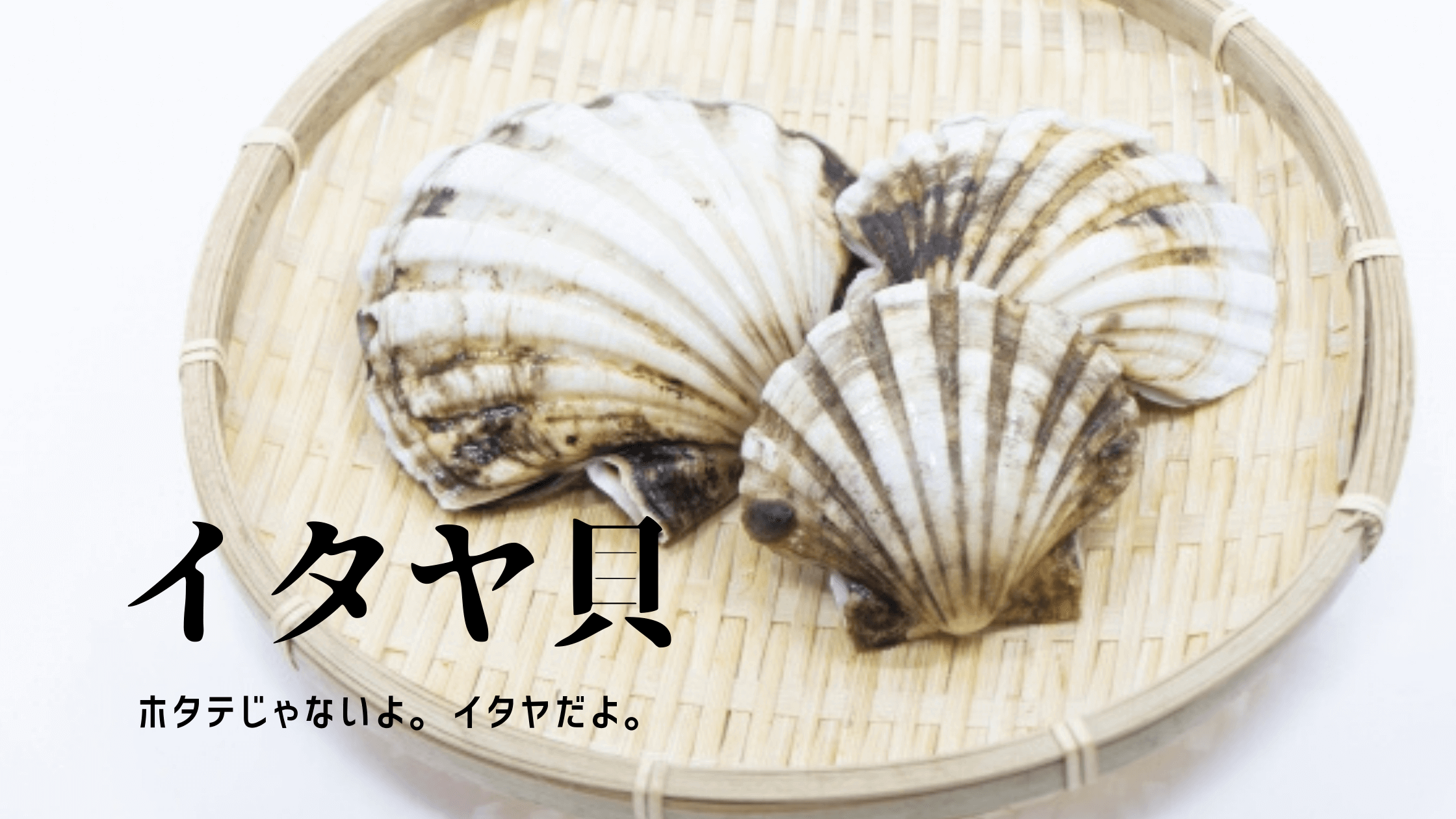 貝好き必見 イタヤ貝の味や旬を解説 ハマちゃんによる鮨のトリセツ