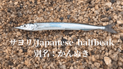 細魚 サヨリの仕込み 寿司屋が教える ハマちゃんによる鮨のトリセツ 細魚 サヨリの仕込み 寿司屋が教える ハマちゃんによる鮨のトリセツ